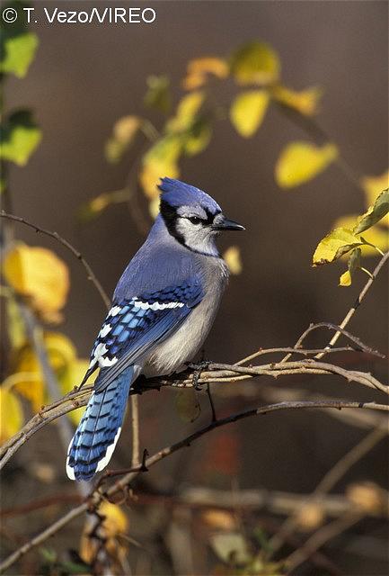 Blue Jay